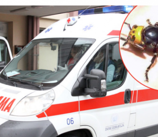 „U usta odmah stavite samo ovo…“: Doktorka objasnila šta uraditi kod ujeda stršljena, prvih 5 minuta su ključni