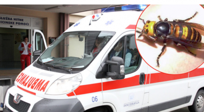 „U usta odmah stavite samo ovo…“: Doktorka objasnila šta uraditi kod ujeda stršljena, prvih 5 minuta su ključni