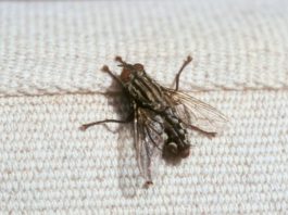 KO IMA OVU BILJKU U KUĆI, MUHE KOD NJEGA NE ULAZE: Ovo ljeto nećete vidjeti nijednu muhu u kući, samo trebate da zasadite ovu biljku, MUHE JE NE PODNOSE