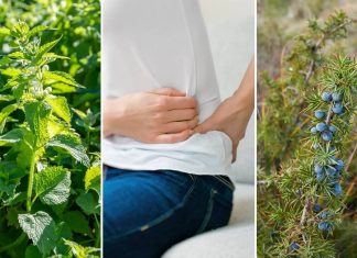 JEDNA ČAŠA UJUTRO I NAVEČER: Ovi listovi mogu očistiti vaše bubrege i učiniti da rade besprijekorno!
