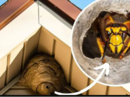 Domaći TRIK za otklanjanje stršljena: Samo sam ga stavio u baštu i sutradan ih nema!