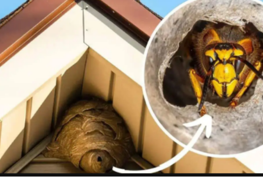 Domaći TRIK za otklanjanje stršljena: Samo sam ga stavio u baštu i sutradan ih nema!