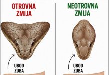 Ako Vas zmija ujede prvo uradite ovo!!!
