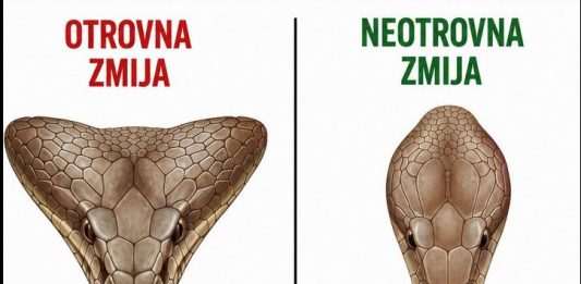 Ako Vas zmija ujede prvo uradite ovo!!!