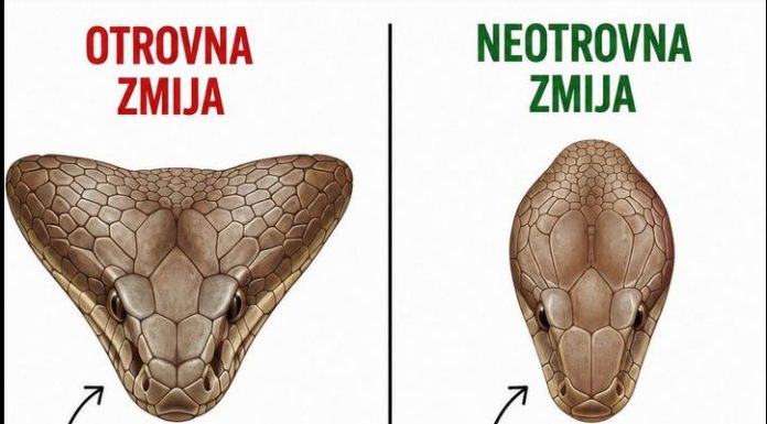 Ako Vas zmija ujede prvo uradite ovo!!!