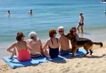 Pas Koji Je Spasio Život …..