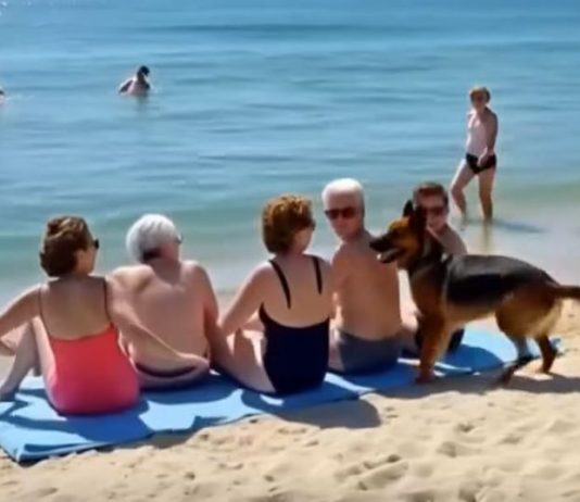 Pas Koji Je Spasio Život …..
