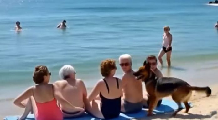 Pas Koji Je Spasio Život …..