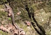 Uhvaćena džinovska zmijurina kod Valjeva: Ovako nešto nije viđeno! Kolika grdosija, zver kao iz džungle (VIDEO)