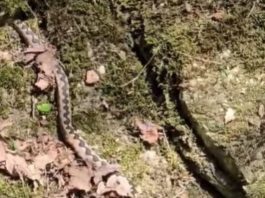 Uhvaćena džinovska zmijurina kod Valjeva: Ovako nešto nije viđeno! Kolika grdosija, zver kao iz džungle (VIDEO)