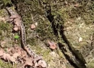 Uhvaćena džinovska zmijurina kod Valjeva: Ovako nešto nije viđeno! Kolika grdosija, zver kao iz džungle (VIDEO)