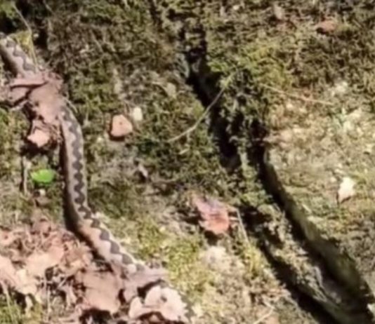 Uhvaćena džinovska zmijurina kod Valjeva: Ovako nešto nije viđeno! Kolika grdosija, zver kao iz džungle (VIDEO)