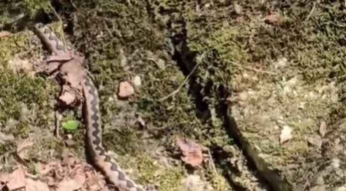 Uhvaćena džinovska zmijurina kod Valjeva: Ovako nešto nije viđeno! Kolika grdosija, zver kao iz džungle (VIDEO)