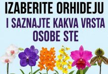 Izaberite orhideju i otkrijte šta vaš izbor može da kaže o vašoj ličnosti