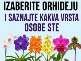 Izaberite orhideju i otkrijte šta vaš izbor može da kaže o vašoj ličnosti