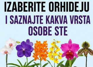 Izaberite orhideju i otkrijte šta vaš izbor može da kaže o vašoj ličnosti