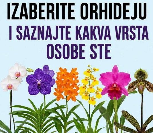 Izaberite orhideju i otkrijte šta vaš izbor može da kaže o vašoj ličnosti