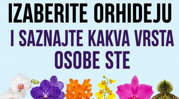 Izaberite orhideju i otkrijte šta vaš izbor može da kaže o vašoj ličnosti
