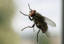 Stavite koru ovog voća na prozor i u kući više nećete vidjeti nijednu muhu –