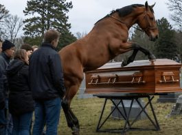 Tokom sahrane 60-godišnjeg farmera, njegov verni konj upao je na groblje dok su nekoliko muškaraca pokušavali da zaustave razbesnelu životinju, a zatim je počeo besno udarati poklopac kovčega kopitima: svi prisutni su ukočeni od straha stajali dok se poklopac otvoriо i videli šta je bilo sakriveno unutra 😱