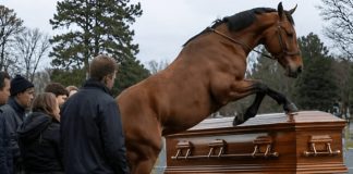 Tokom sahrane 60-godišnjeg farmera, njegov verni konj upao je na groblje dok su nekoliko muškaraca pokušavali da zaustave razbesnelu životinju, a zatim je počeo besno udarati poklopac kovčega kopitima: svi prisutni su ukočeni od straha stajali dok se poklopac otvoriо i videli šta je bilo sakriveno unutra 😱