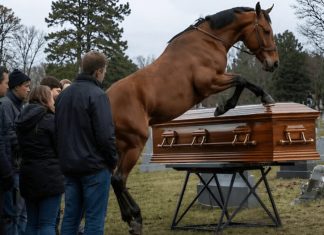 Tokom sahrane 60-godišnjeg farmera, njegov verni konj upao je na groblje dok su nekoliko muškaraca pokušavali da zaustave razbesnelu životinju, a zatim je počeo besno udarati poklopac kovčega kopitima: svi prisutni su ukočeni od straha stajali dok se poklopac otvoriо i videli šta je bilo sakriveno unutra 😱