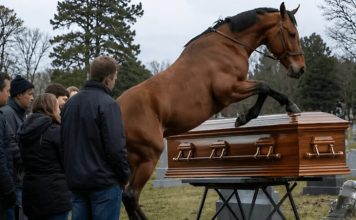 Tokom sahrane 60-godišnjeg farmera, njegov verni konj upao je na groblje dok su nekoliko muškaraca pokušavali da zaustave razbesnelu životinju, a zatim je počeo besno udarati poklopac kovčega kopitima: svi prisutni su ukočeni od straha stajali dok se poklopac otvoriо i videli šta je bilo sakriveno unutra 😱