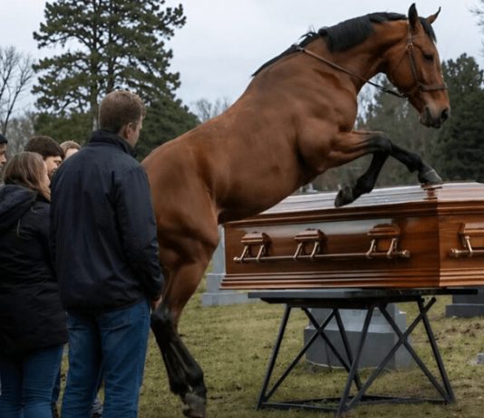 Tokom sahrane 60-godišnjeg farmera, njegov verni konj upao je na groblje dok su nekoliko muškaraca pokušavali da zaustave razbesnelu životinju, a zatim je počeo besno udarati poklopac kovčega kopitima: svi prisutni su ukočeni od straha stajali dok se poklopac otvoriо i videli šta je bilo sakriveno unutra 😱