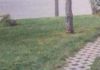 Fotka jedne šetnice iz Srbije danima kruži regijom, odmah će vam biti jasno zašto je hit