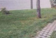 Fotka jedne šetnice iz Srbije danima kruži regijom, odmah će vam biti jasno zašto je hit