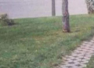 Fotka jedne šetnice iz Srbije danima kruži regijom, odmah će vam biti jasno zašto je hit