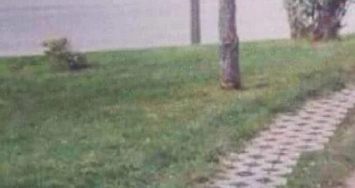 Fotka jedne šetnice iz Srbije danima kruži regijom, odmah će vam biti jasno zašto je hit