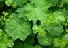 RECEPT ZA MELEM KOD ŽENSKIH TEGOBA: Svaka žena bi trebala ovu biljku obaveno da koristi…
