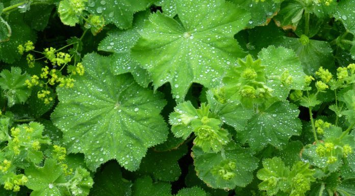RECEPT ZA MELEM KOD ŽENSKIH TEGOBA: Svaka žena bi trebala ovu biljku obaveno da koristi…