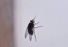 Korisni savjeti kako se riješiti muha i komaraca u kući