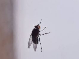 Korisni savjeti kako se riješiti muha i komaraca u kući