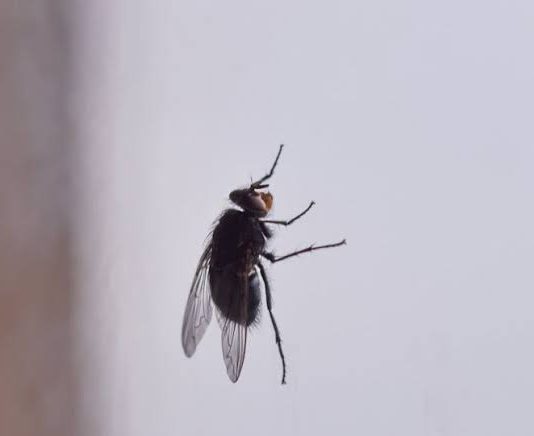 Korisni savjeti kako se riješiti muha i komaraca u kući
