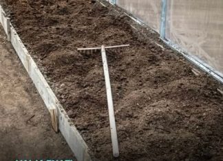 7 vrsta povrća koje se ne đubre nikad: Rastu samo od vode i sunca