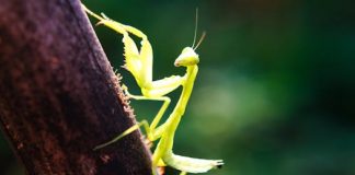 Šta zaista znači kada se bogomoljka pojavi u kući: priroda, simbolika i korisna uloga ovog neobičnog insekta Šta zaista znači kada se bogomoljka pojavi u kući: priroda, simbolika i korisna uloga ovog neobičnog insekta - featured image