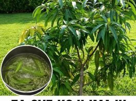IMATE POVIŠEN ŠEĆER? Pijte čaj od ovog lišća! IMATE POVIŠEN ŠEĆER? Pijte čaj od ovog lišća! - featured image