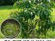 IMATE POVIŠEN ŠEĆER? Pijte čaj od ovog lišća! IMATE POVIŠEN ŠEĆER? Pijte čaj od ovog lišća! - featured image