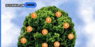 Drvo želja: Zamislite želju, odaberite plod i saznajte što vas čeka! Drvo želja: Zamislite želju, odaberite plod i saznajte što vas čeka! - featured image