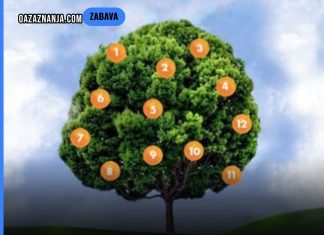 Drvo želja: Zamislite želju, odaberite plod i saznajte što vas čeka! Drvo želja: Zamislite želju, odaberite plod i saznajte što vas čeka! - featured image