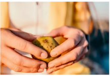 ZBOG ČEGA SU NAŠI PRECI GOVORILI DA NE TREBA SADITI SMOKVU BLIZU KUĆE? Postoji jedan važan razlog