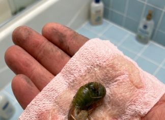 „Pronašli smo ovo u našem kupatilu… Na prvi pogled sam se zaista uplašila, ali onda sam otkrila o čemu se zapravo radi.“ „Pronašli smo ovo u našem kupatilu… Na prvi pogled sam se zaista uplašila, ali onda sam otkrila o čemu se zapravo radi.“ - featured image