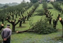 Šljiva, srušeni voćnjak i gajba pred vratima: kako je komšijska zavist završila neočekivanim oprostom Šljiva, srušeni voćnjak i gajba pred vratima: kako je komšijska zavist završila neočekivanim oprostom - featured image