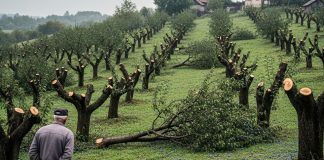 Šljiva, srušeni voćnjak i gajba pred vratima: kako je komšijska zavist završila neočekivanim oprostom Šljiva, srušeni voćnjak i gajba pred vratima: kako je komšijska zavist završila neočekivanim oprostom - featured image