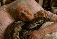 😨 Jedna 75-godišnja žena držala je u svojoj kući velikog pitona tri godine, sve dok se jednog dana zmija nije počela svake noći uvlačiti u njezin krevet i omotavati oko njezinog tijela.