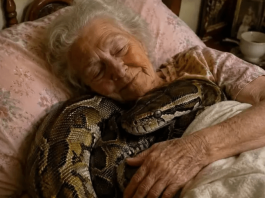 😨 Jedna 75-godišnja žena držala je u svojoj kući velikog pitona tri godine, sve dok se jednog dana zmija nije počela svake noći uvlačiti u njezin krevet i omotavati oko njezinog tijela.