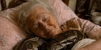 😨 Jedna 75-godišnja žena držala je u svojoj kući velikog pitona tri godine, sve dok se jednog dana zmija nije počela svake noći uvlačiti u njezin krevet i omotavati oko njezinog tijela.